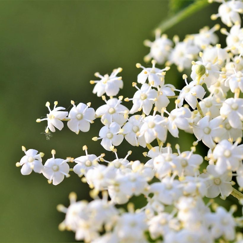 Sureau noir - Sambucus nigra Laciniata (Floraison)