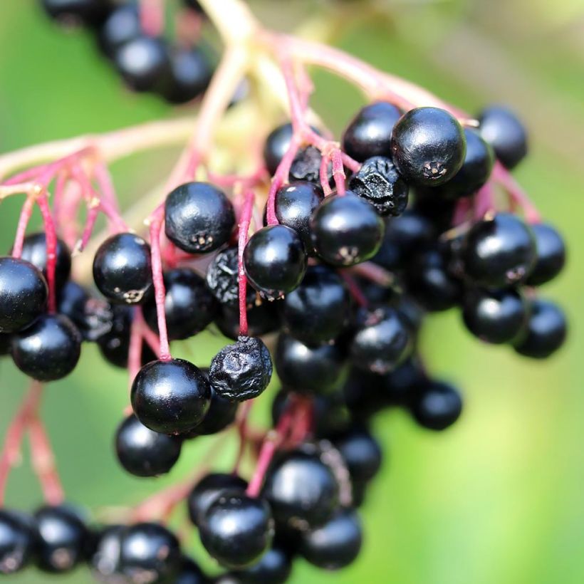 Sureau noir - Sambucus nigra Laciniata (Récolte)