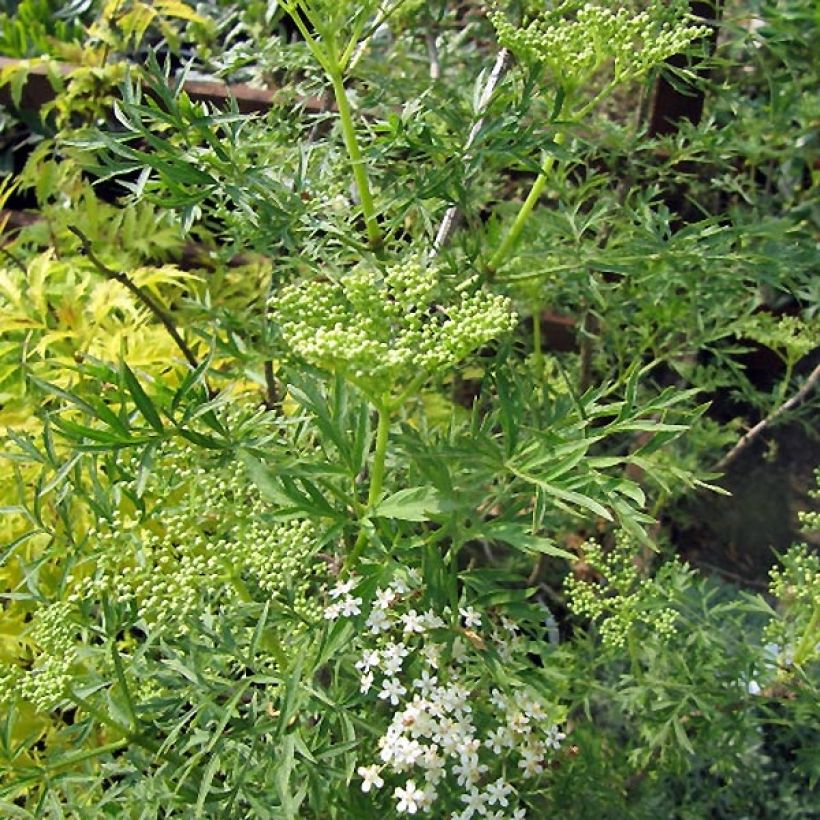 Sureau noir - Sambucus nigra Laciniata (Port)