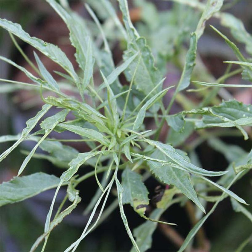 Sureau noir - Sambucus nigra Linearis (Feuillage)