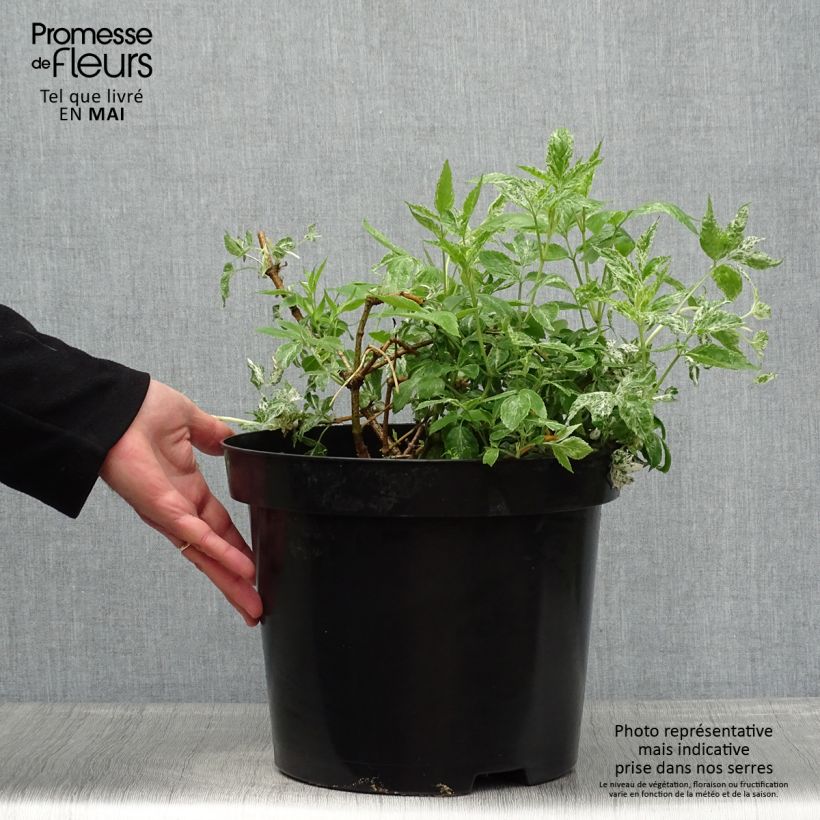 Spécimen de Sureau noir - Sambucus nigra Pulverulenta Pot de 3L/4L tel que livré au printemps