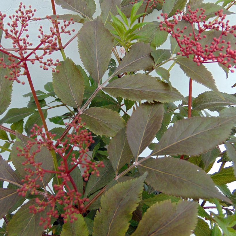 Sambucus nigra Thundercloud - Sureau noir (Feuillage)