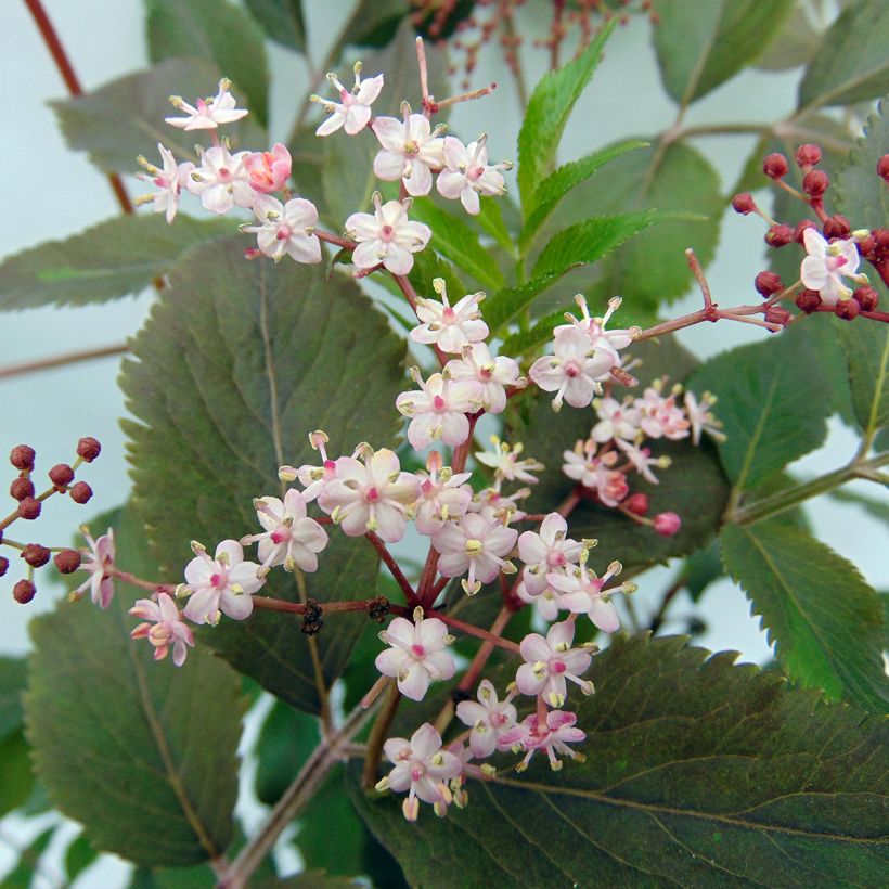 Sambucus nigra Thundercloud - Sureau noir (Floraison)