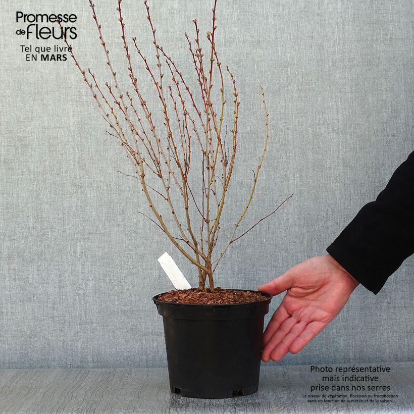 Spécimen de Sambucus nigra Thundercloud - Sureau noir tel que livré en hiver
