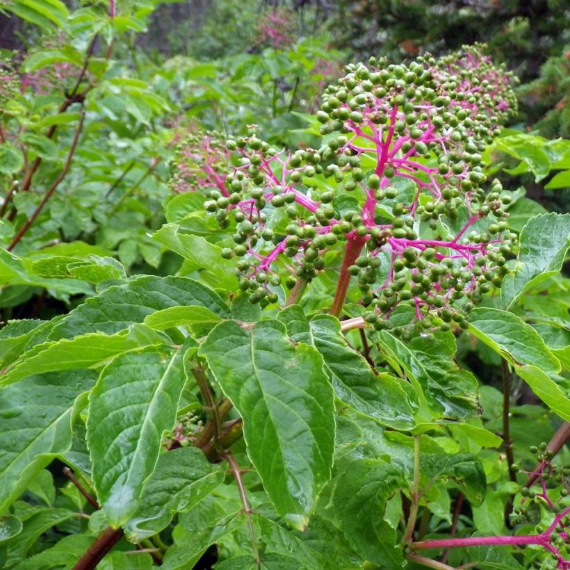 Sureau à grappes - Sambucus racemosa (Feuillage)