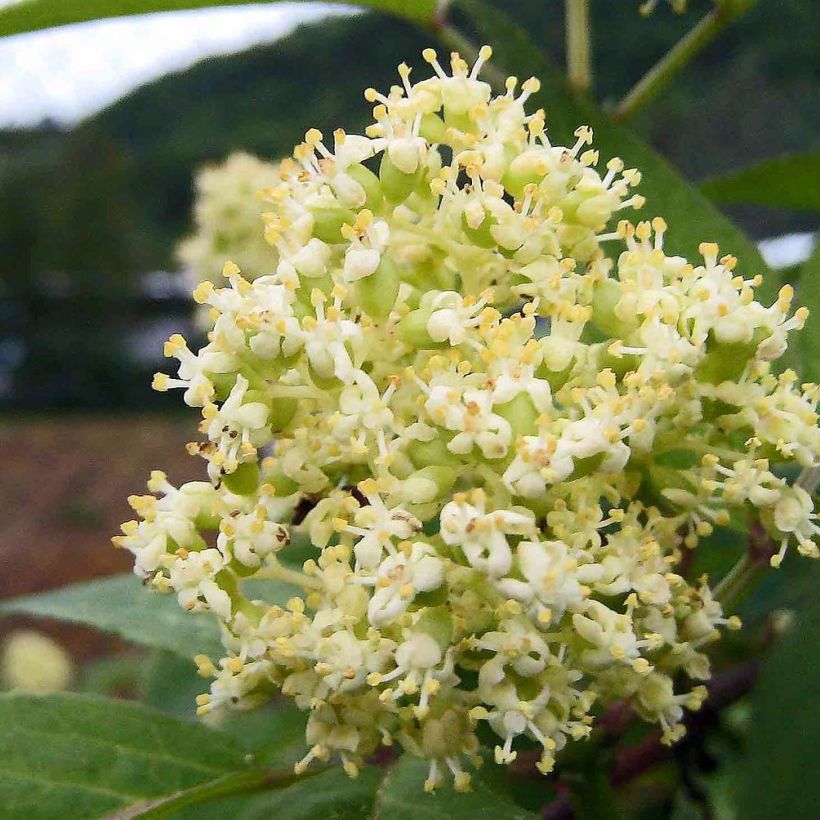 Sureau à grappes - Sambucus racemosa (Floraison)