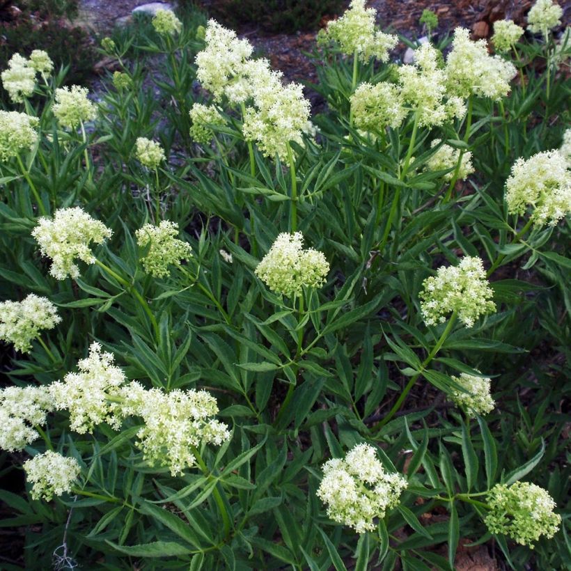 Sureau à grappes - Sambucus racemosa (Port)