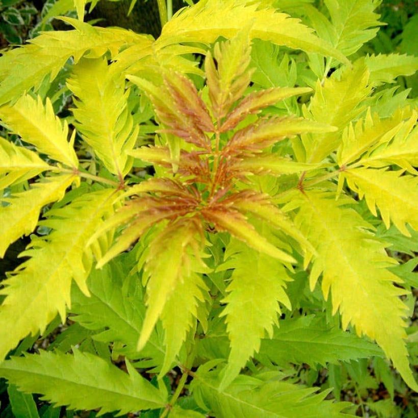 Sambucus racemosa Plumosa Aurea - Sureau à grappes  (Feuillage)