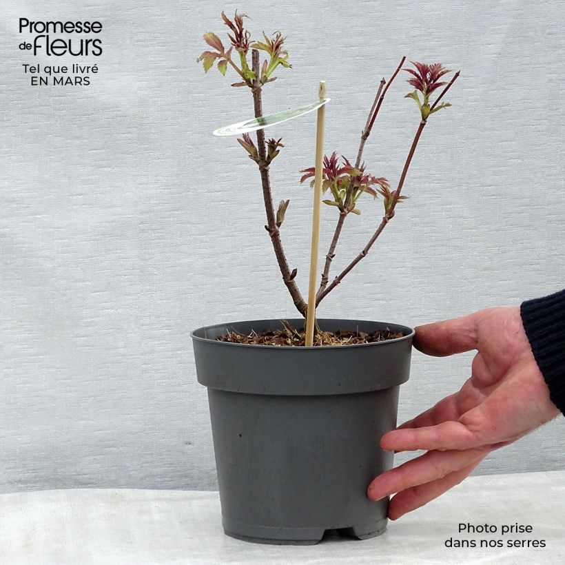 Spécimen de Sambucus racemosa Plumosa Aurea - Sureau à grappes  Pot de 2L/3L tel que livré au printemps