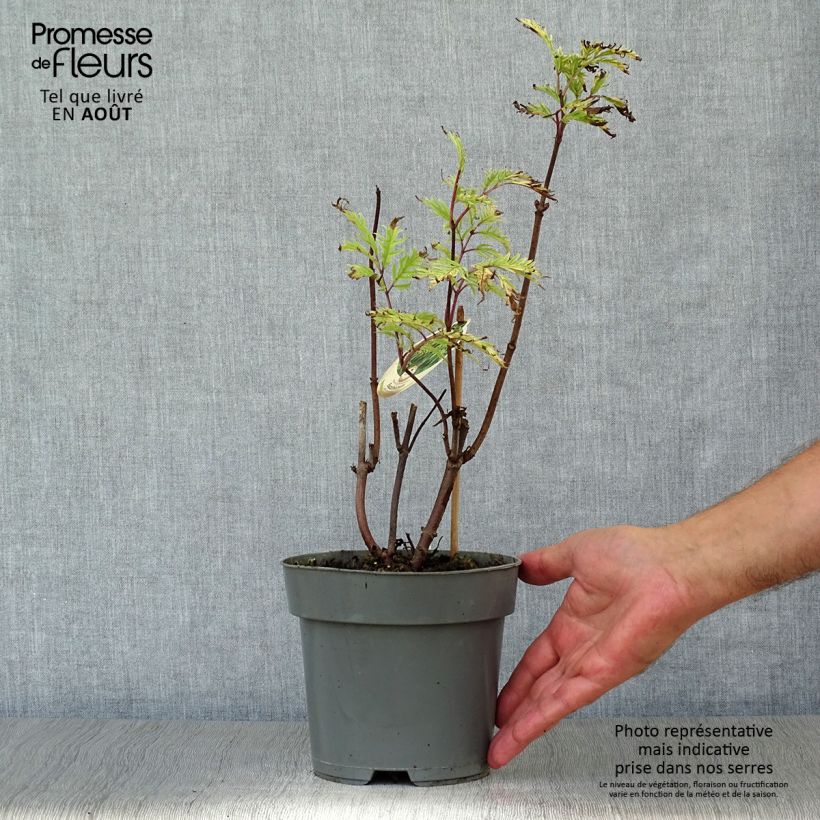 Spécimen de Sambucus racemosa Plumosa Aurea - Sureau à grappes  Pot de 2L/3L tel que livré en été