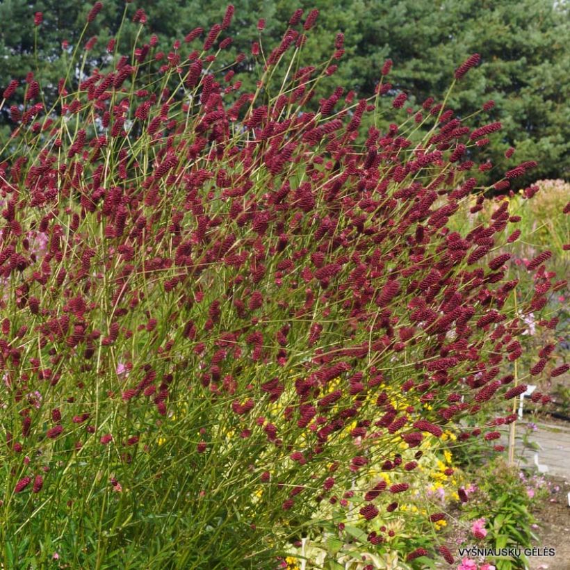 Sanguisorba Cangshan Cranberry - Pimprenelle à feuilles fines (Floraison)