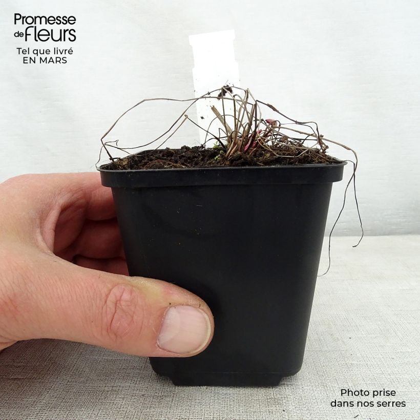Spécimen de Sanguisorba Chocolate Tip Godet de 9cm tel que livré au printemps
