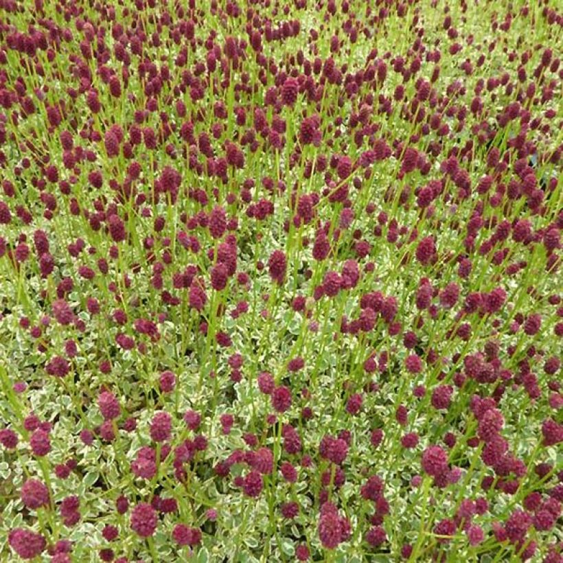 Sanguisorba Little Angel - Pimprenelle Little Angel (Port)