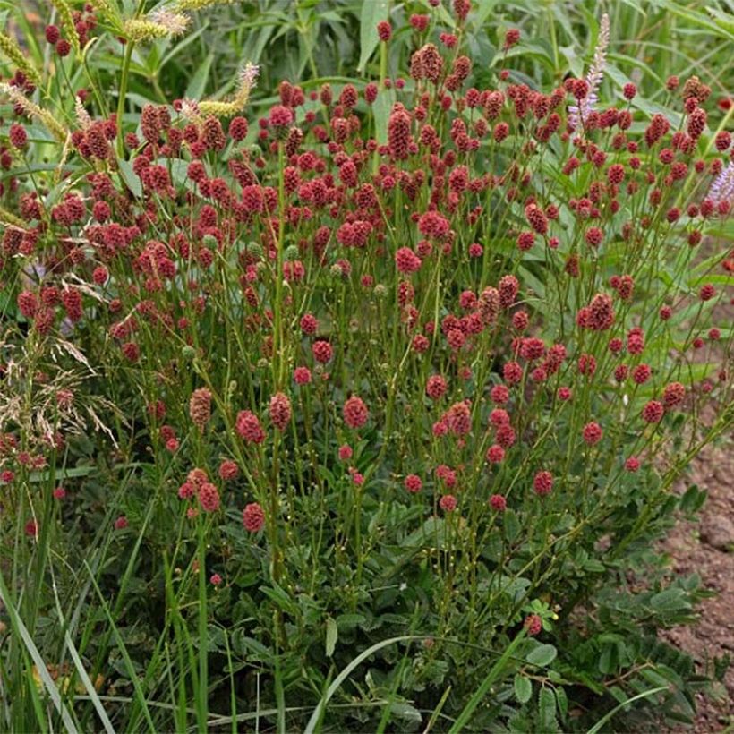 Sanguisorba Proud Mary - Pimprenelle (Floraison)