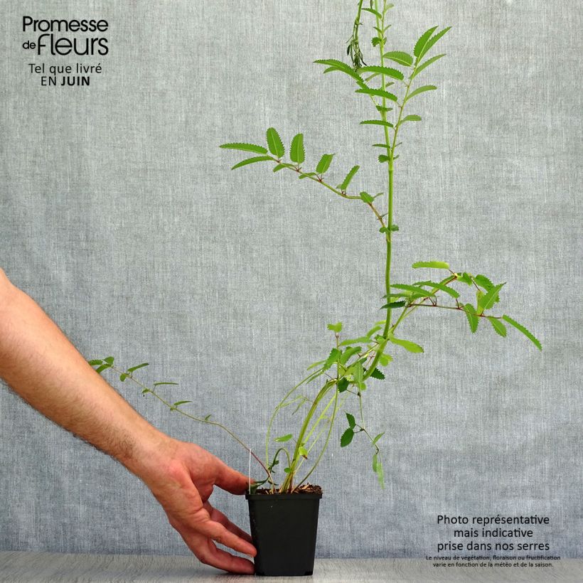 Spécimen de Sanguisorba Red Thunder - Pimprenelle Godet de 8/9 cm tel que livré en été