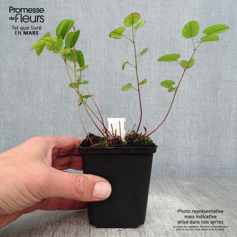 Spécimen de Sanguisorba Red Thunder - Pimprenelle Godet de 9cm tel que livré au printemps