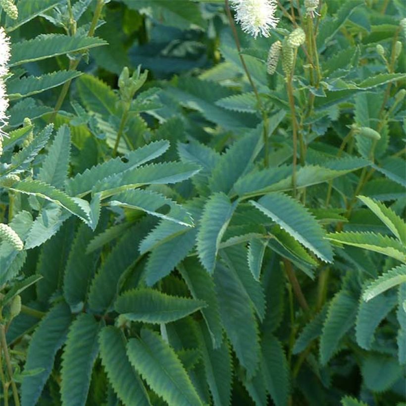 Sanguisorba canadensis - Pimprenelle du Canada (Feuillage)