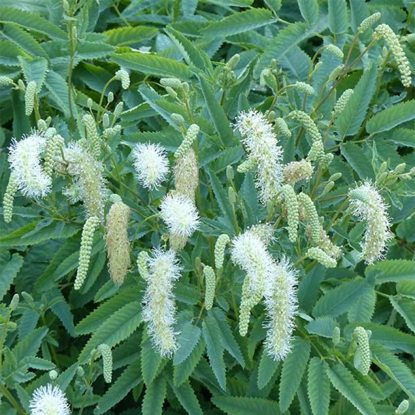 Sanguisorba canadensis - Pimprenelle du Canada (Floraison)