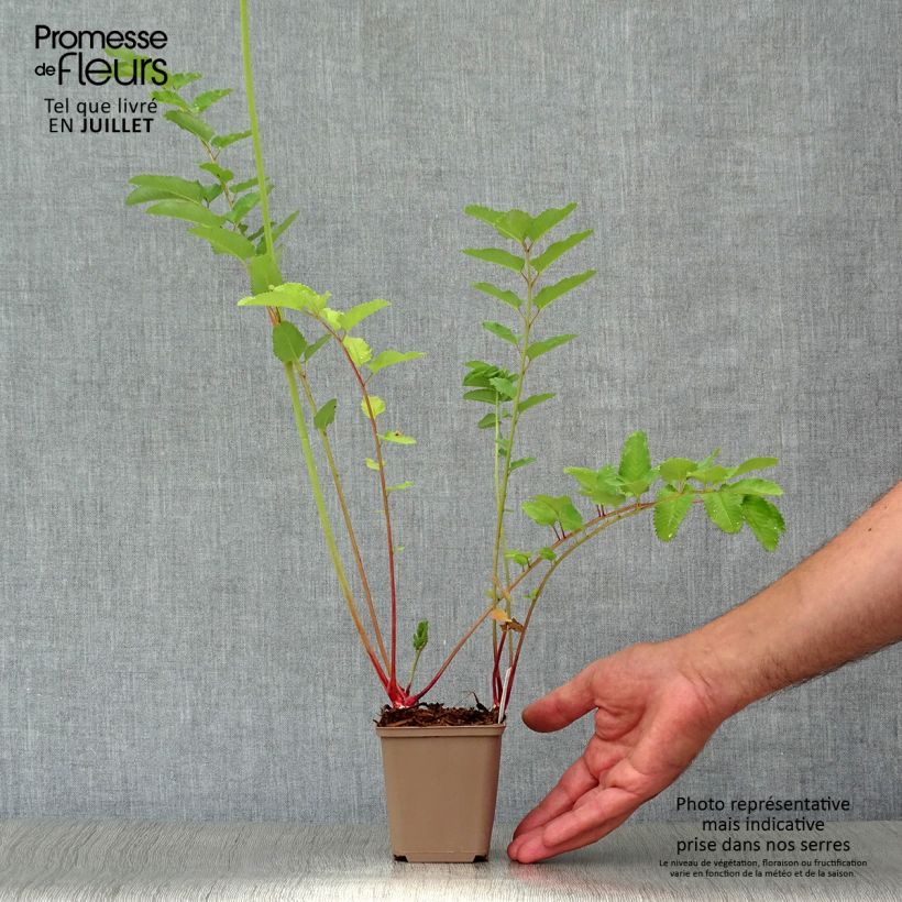Spécimen de Sanguisorba canadensis - Pimprenelle du Canada Godet de 8/9 cm tel que livré en été