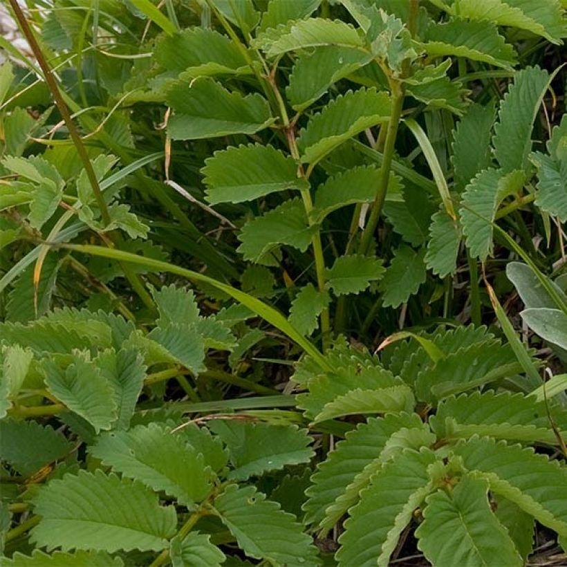 Sanguisorba hakusanensis (Feuillage)