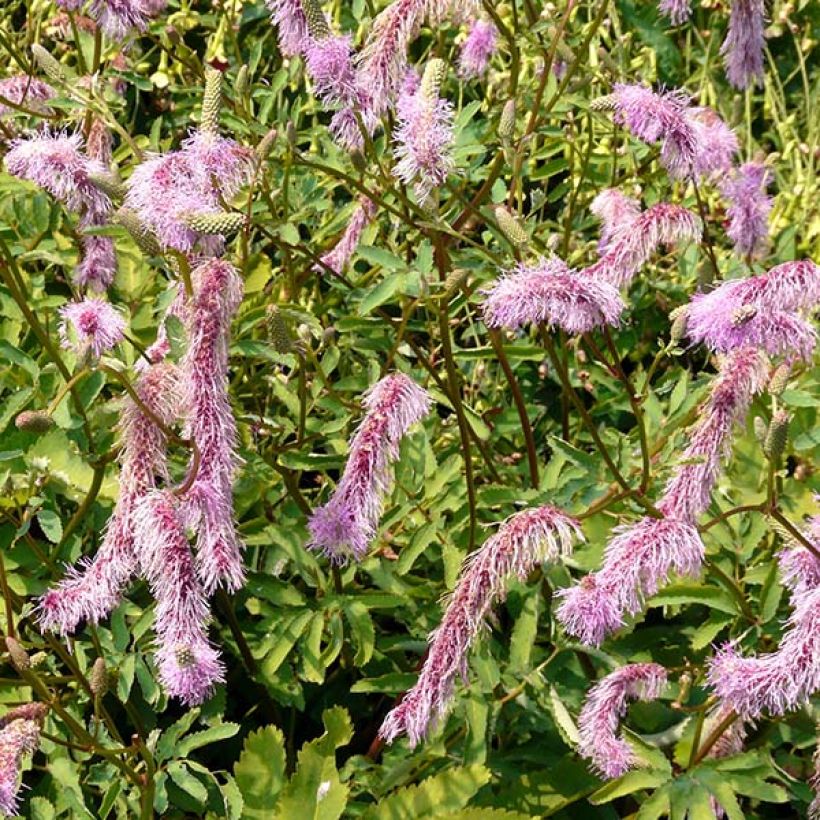 Sanguisorba hakusanensis (Floraison)