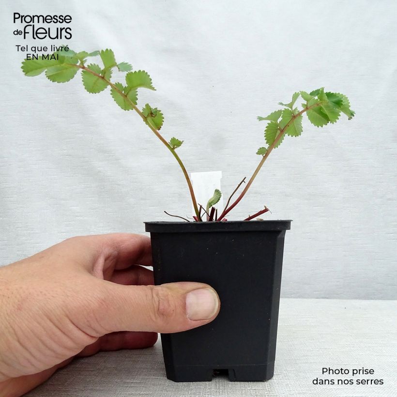 Spécimen de Sanguisorba hakusanensis Godet de 8 cm tel que livré au printemps