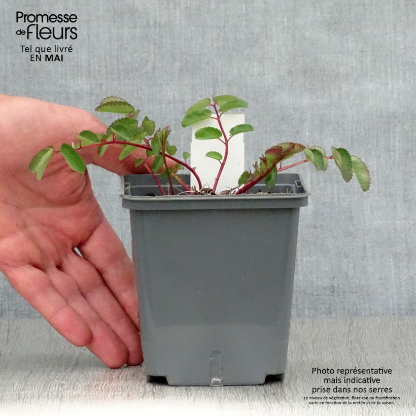 Spécimen de Sanguisorba hybride Pink Brushes - Pimprenelle Godet de 9cm tel que livré au printemps