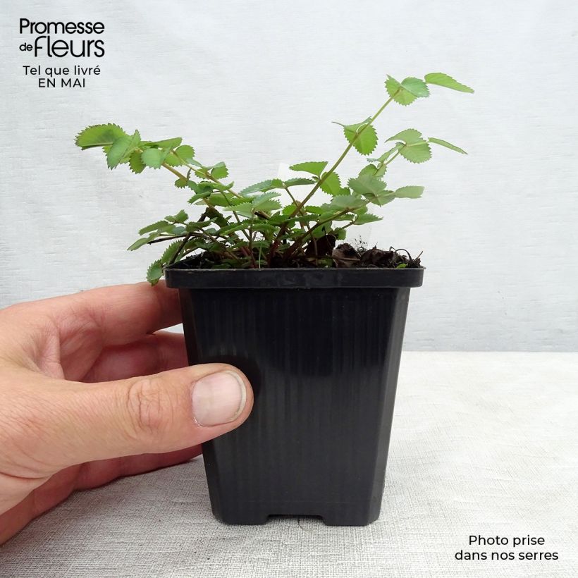 Spécimen de Sanguisorba menziesii - Sanguisorbe rouge Godet de 9cm tel que livré au printemps