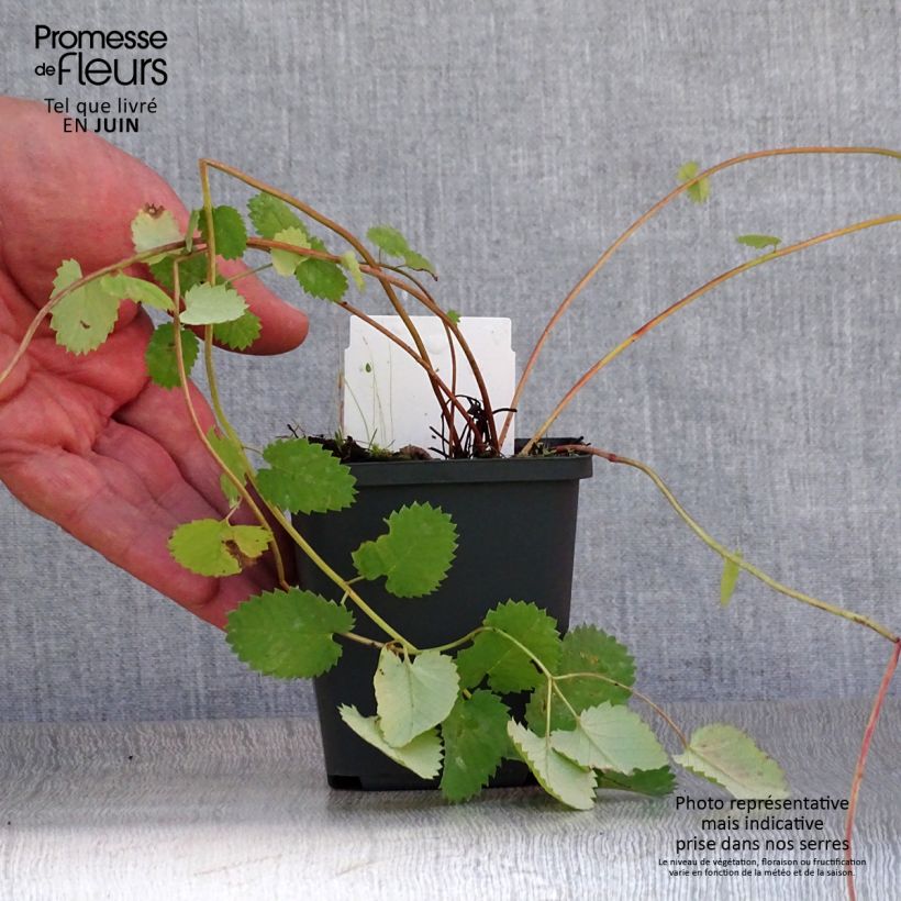 Spécimen de Sanguisorba menziesii - Sanguisorbe rouge Godet de 8/9 cm tel que livré en été