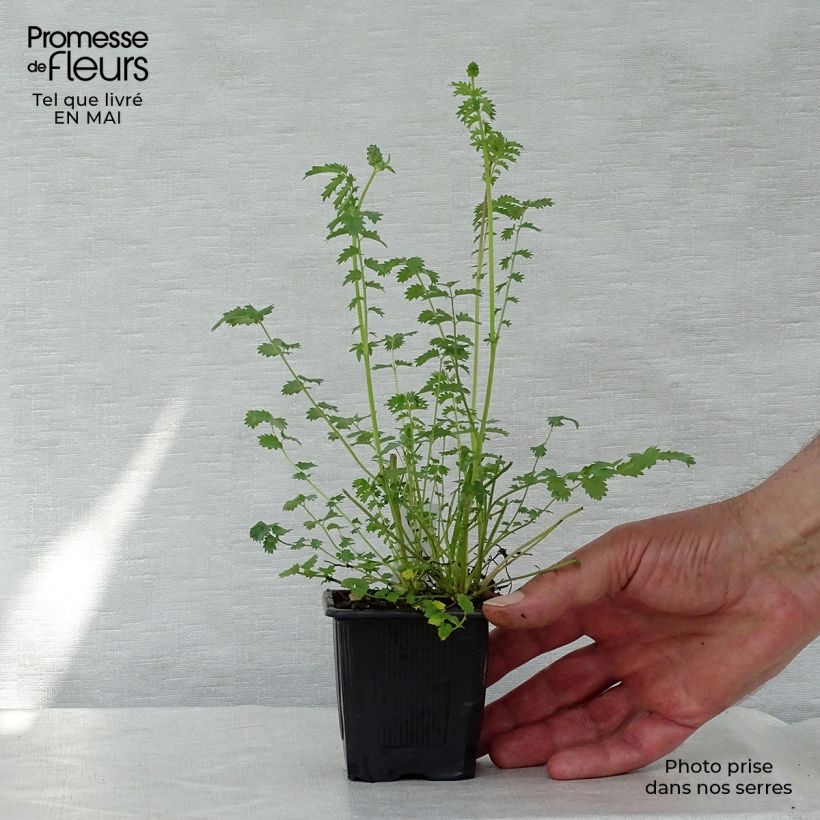 Spécimen de Sanguisorba minor - Petite Pimprenelle Godet de 9cm tel que livré au printemps