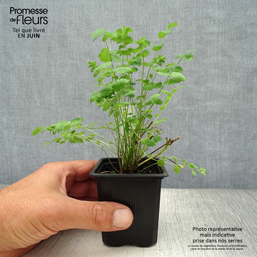 Spécimen de Sanguisorba minor - Petite Pimprenelle Godet de 7/8 cm tel que livré en été
