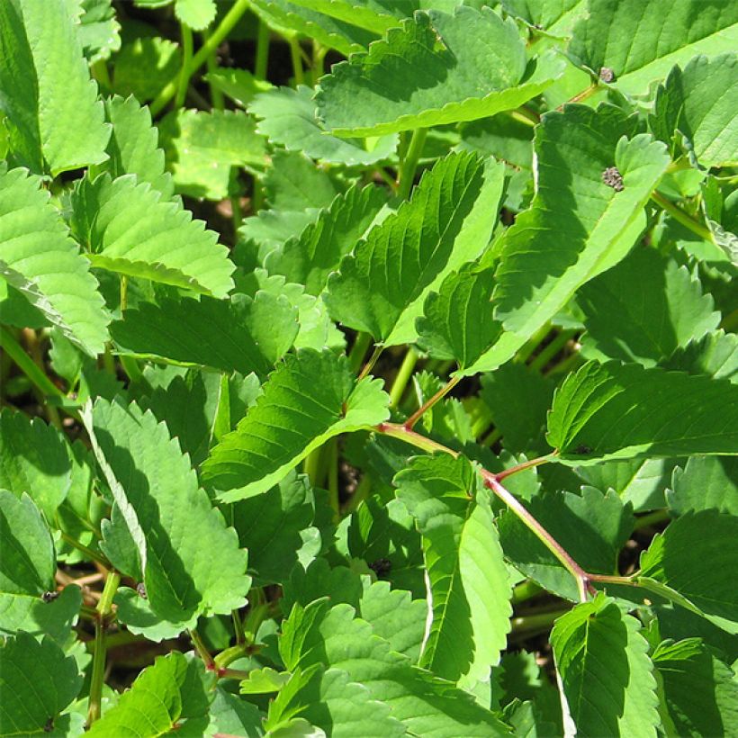 Sanguisorba obtusa - Pimprenelle japonaise (Feuillage)