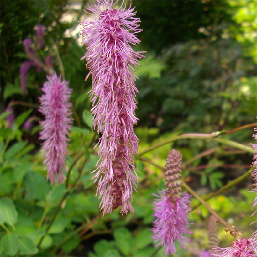 Sanguisorba obtusa - Pimprenelle japonaise (Floraison)