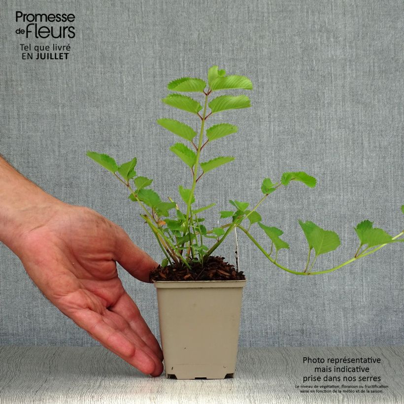 Spécimen de Sanguisorba obtusa - Pimprenelle japonaise Godet de 8/9 cm tel que livré en été
