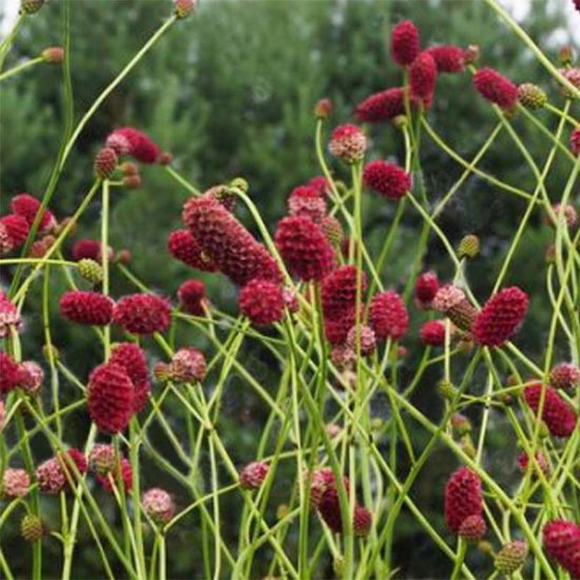 Sanguisorba officinalis Arnhem - Grande pimprenelle (Floraison)