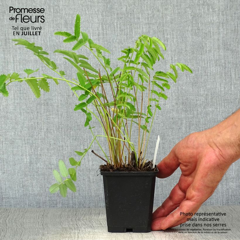 Spécimen de Sanguisorba officinalis Arnhem - Grande pimprenelle Godet de 8/9 cm tel que livré en été