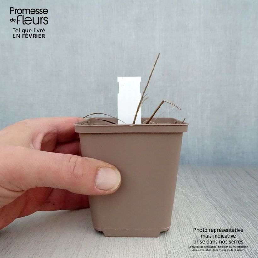 Spécimen de Sanguisorba officinalis Arnhem - Grande pimprenelle tel que livré en hiver