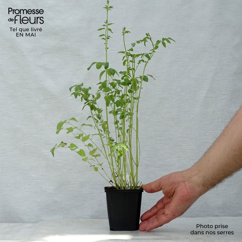 Spécimen de Sanguisorba officinalis Morning Select - Pimprenelle Godet de 8/9 cm tel que livré au printemps