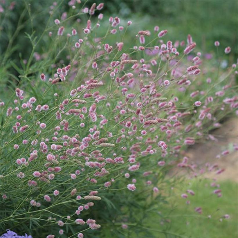 Sanguisorba officinalis Pink Tanna - Grande Pimprenelle (Floraison)