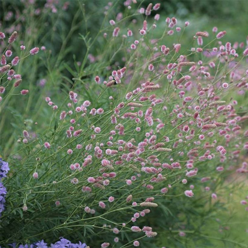 Sanguisorba officinalis Pink Tanna - Grande Pimprenelle (Port)