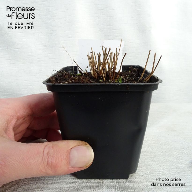 Spécimen de Sanguisorba officinalis Pink Tanna - Grande Pimprenelle tel que livré en hiver