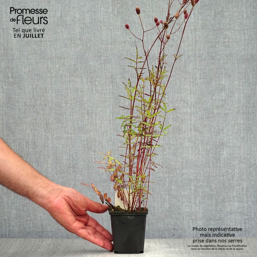 Spécimen de Sanguisorba officinalis Pink Tanna - Grande Pimprenelle Godet de 8/9 cm tel que livré en été