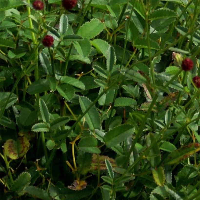 Sanguisorba officinalis Tanna - Grande Pimprenelle (Feuillage)