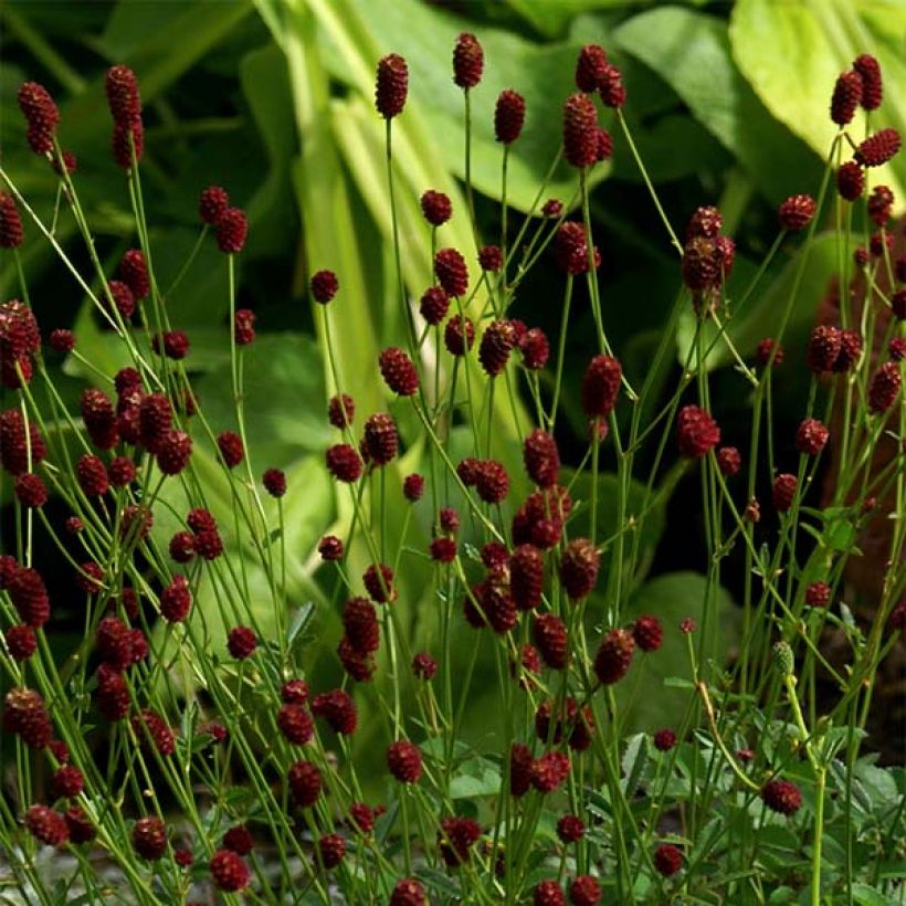 Sanguisorba officinalis Tanna - Grande Pimprenelle (Floraison)