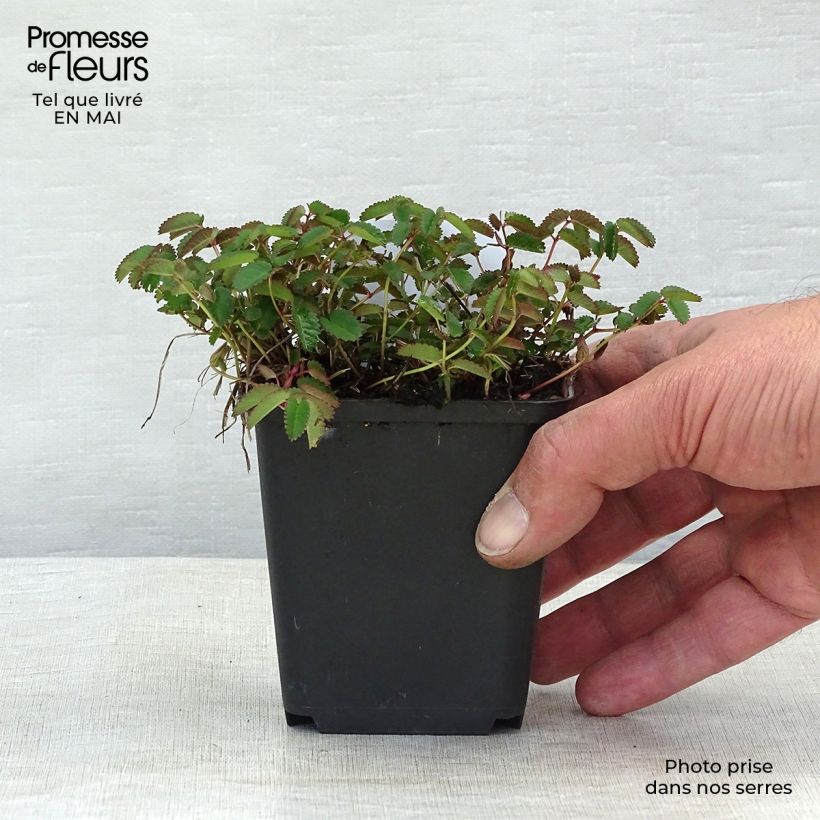 Spécimen de Sanguisorba officinalis Tanna - Grande Pimprenelle Godet de 9cm tel que livré au printemps