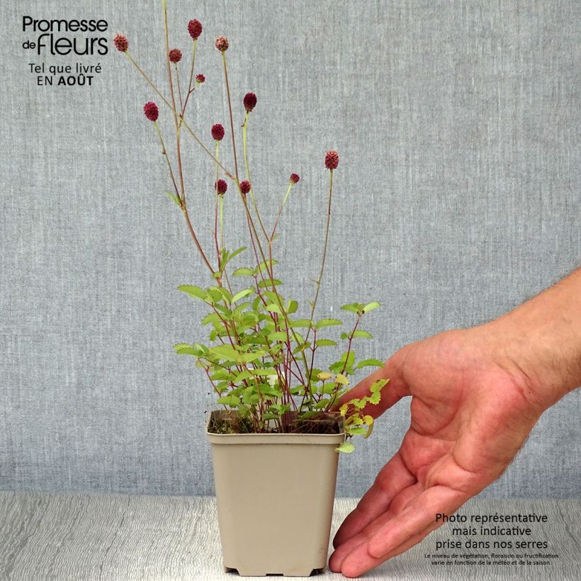 Spécimen de Sanguisorba officinalis Tanna - Grande Pimprenelle Godet de 8/9 cm tel que livré en été