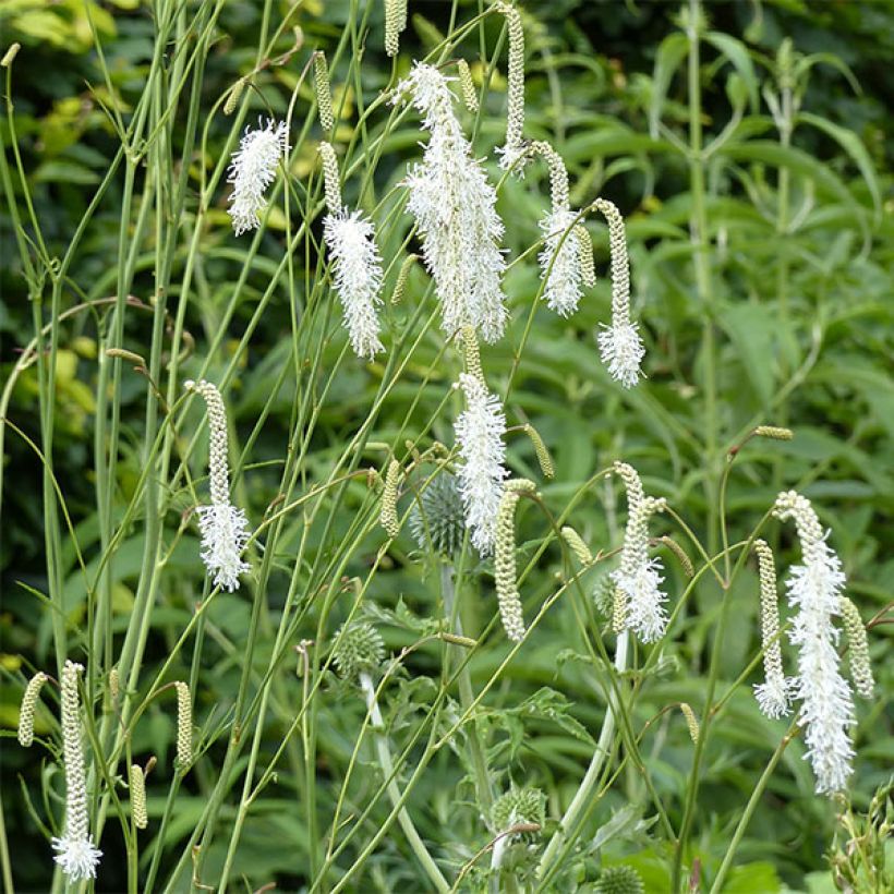 Sanguisorba tenuifolia Alba (Floraison)