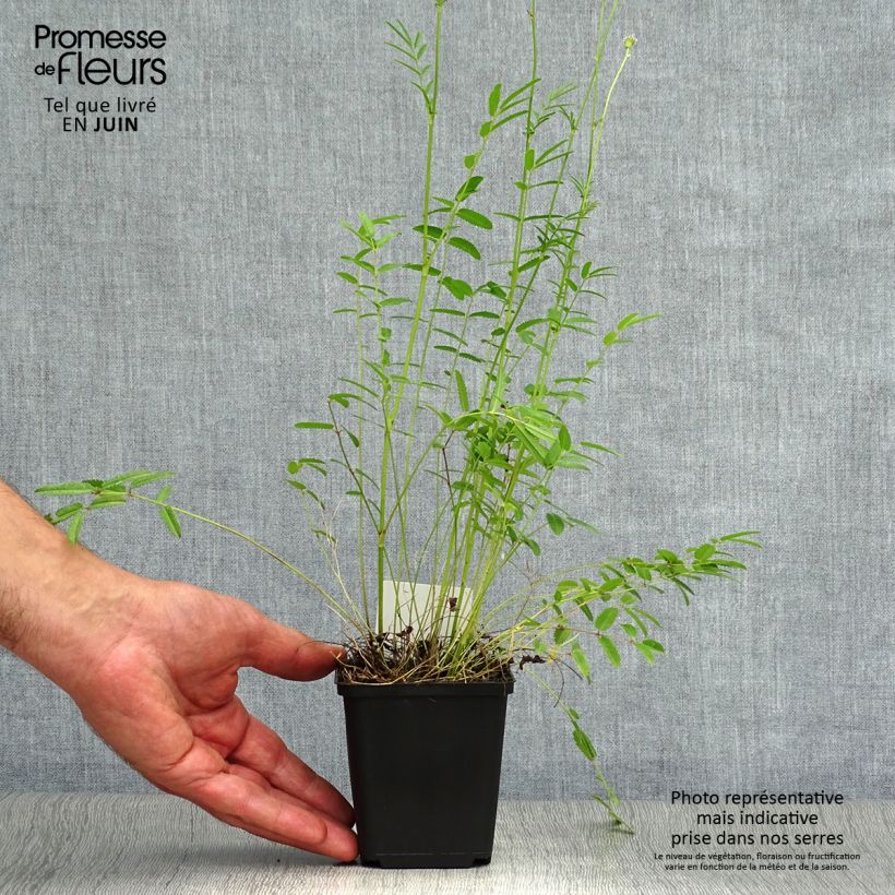 Spécimen de Sanguisorba tenuifolia Alba Godet de 8/9 cm tel que livré en été