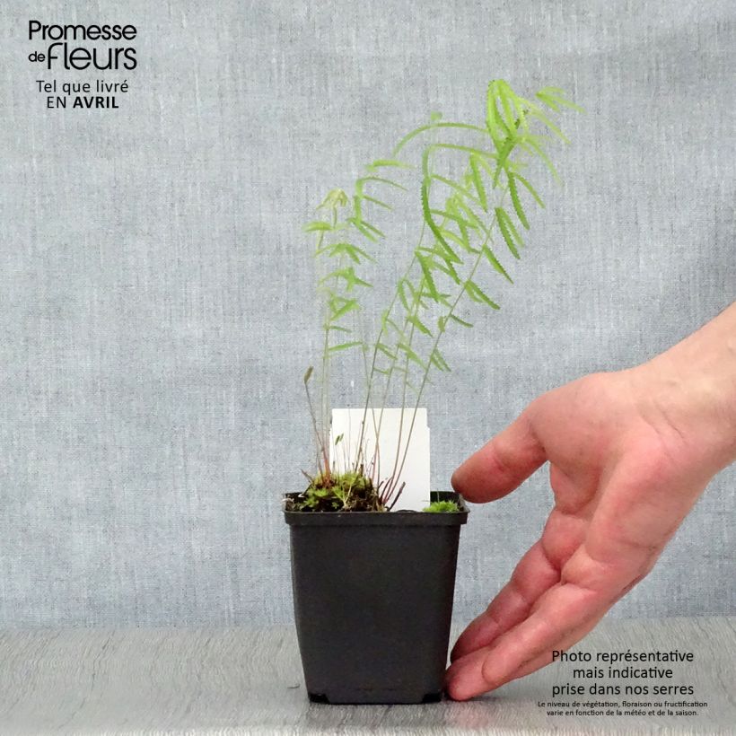 Spécimen de Sanguisorba tenuifolia Alba Godet de 9cm tel que livré au printemps