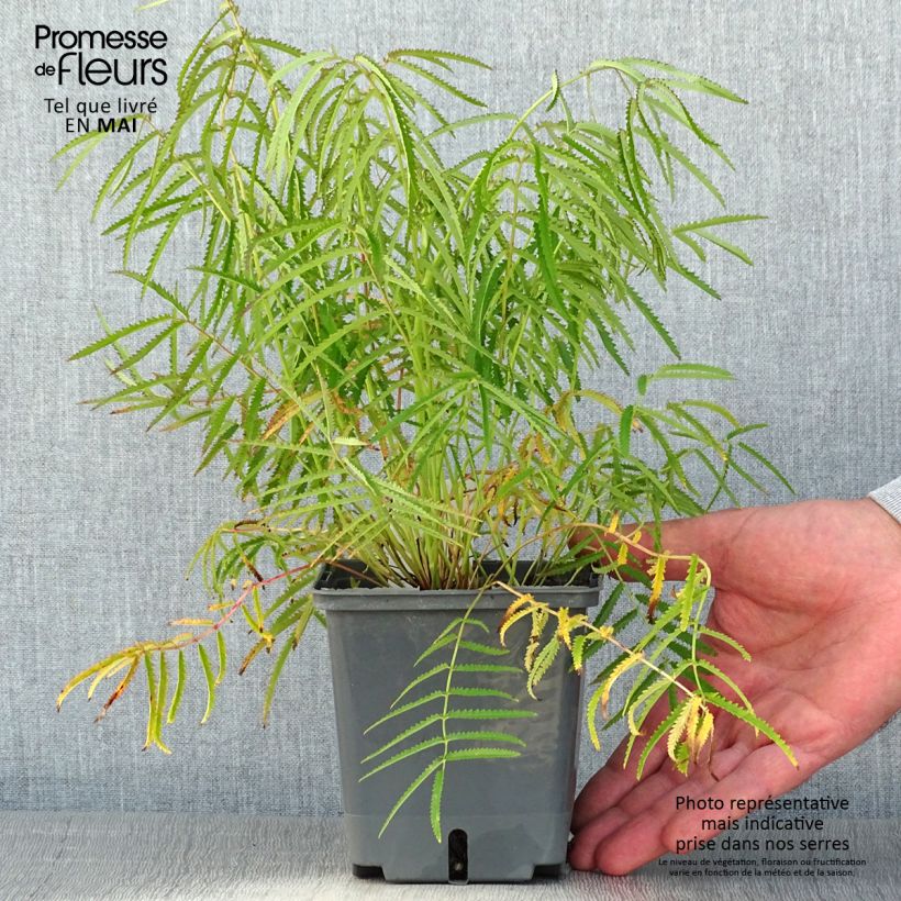 Spécimen de Sanguisorba tenuifolia Alba Pot de 1L/1.5L tel que livré au printemps